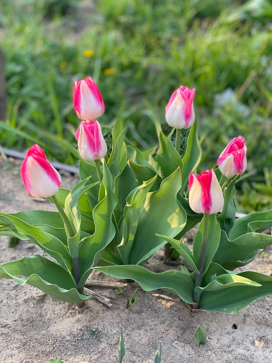 Такой сорт я не покупала, пересорт случился, но цветы очень красивые