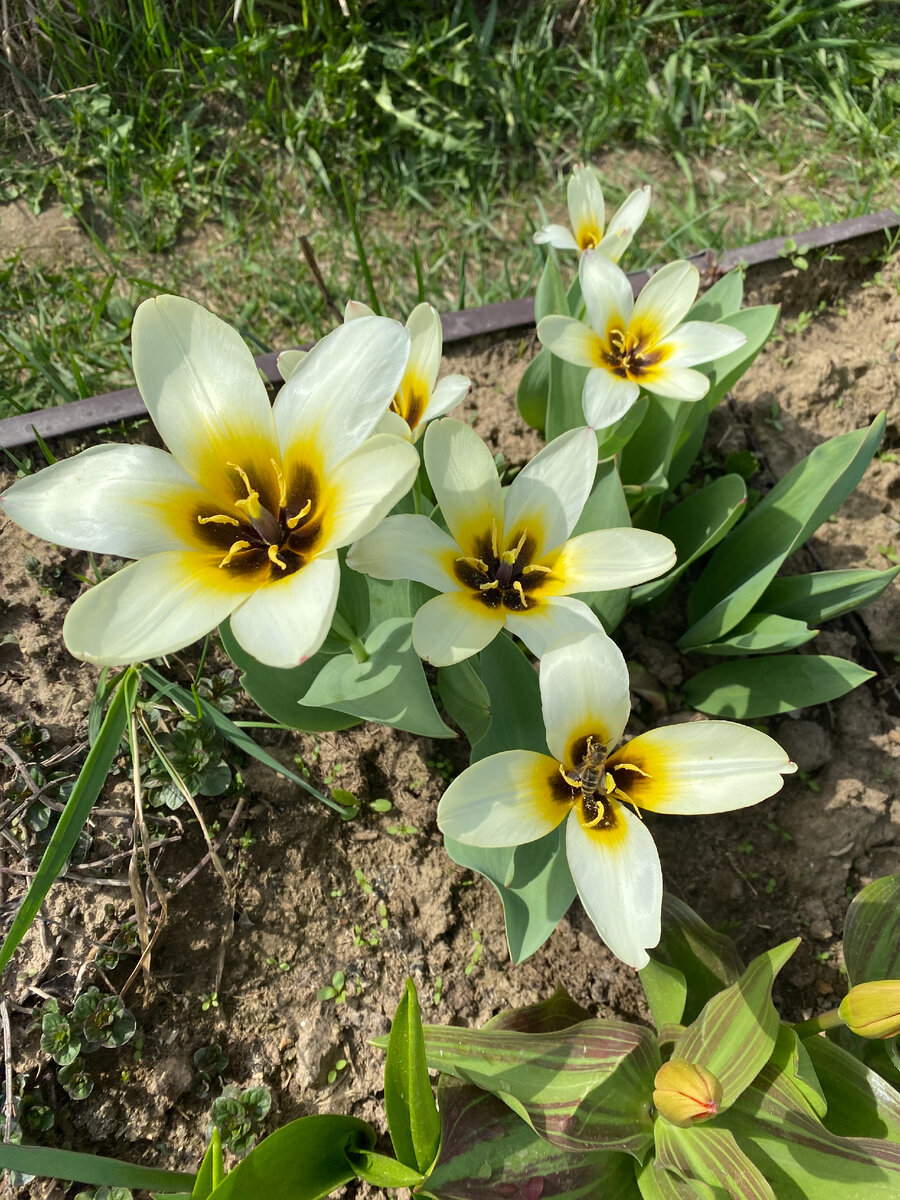 Тюльпаны Фостера Концерто, фото автора