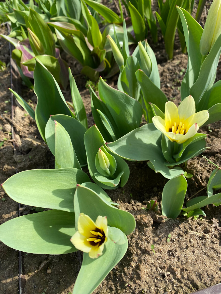 Тюльпаны Фостера Концерто, фото автора