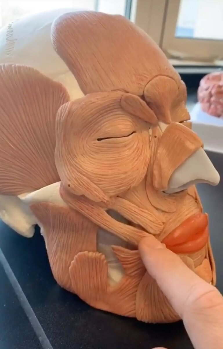 Источник: tiktok.com