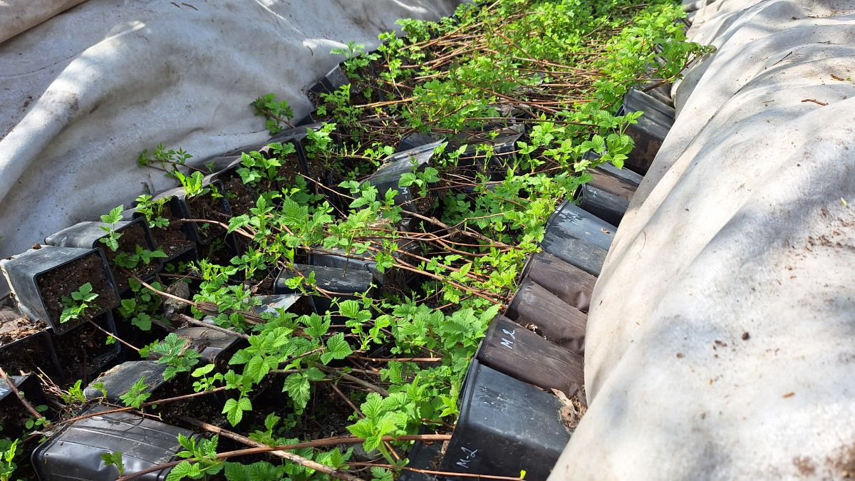 Я за нее, если честно, переживала, но коллеги успокоили, сказали, что малина зимует гораздо проще, чем виноград