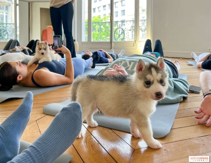 Puppy yoga большая покровская ул 12и фото