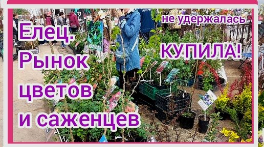 Елецкий рынок цветов и саженцев. Я опять не удержалась и купила!