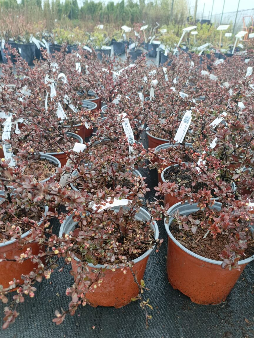 Атропурпуреа нана