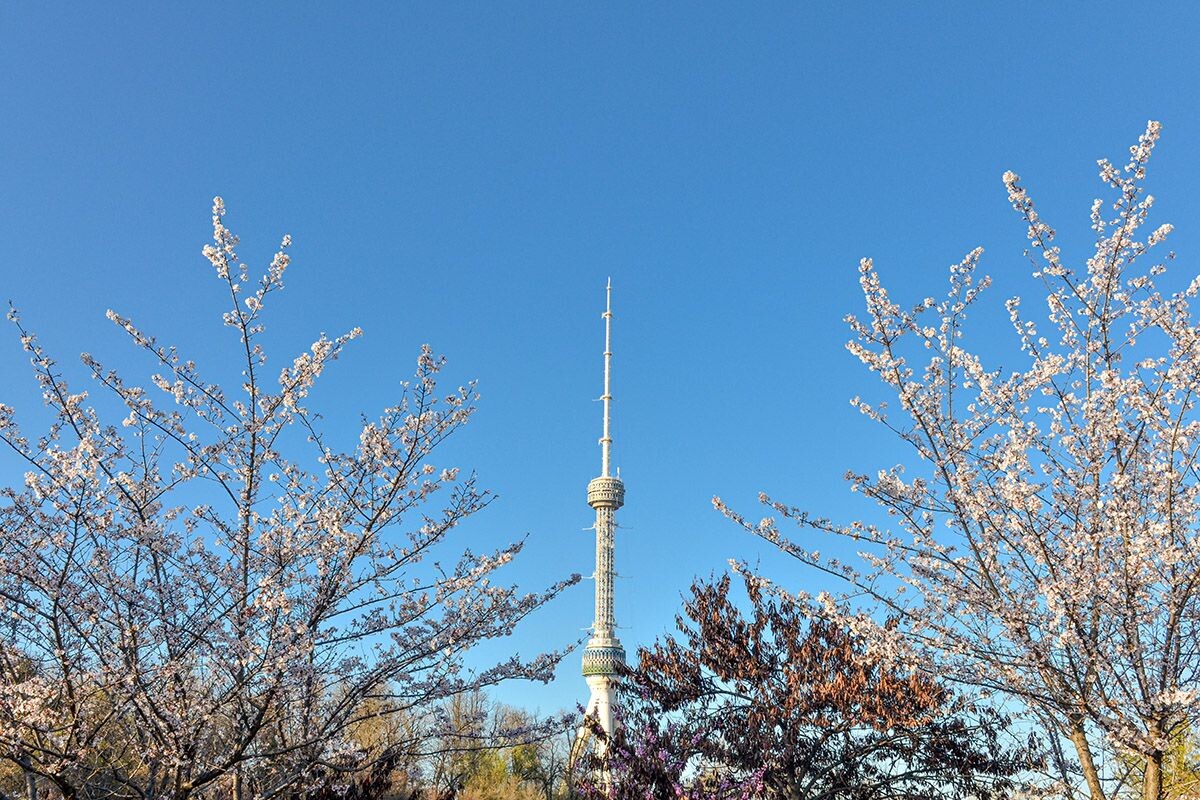 Настоящая цветущая сакура на главных улицах столицы📷
