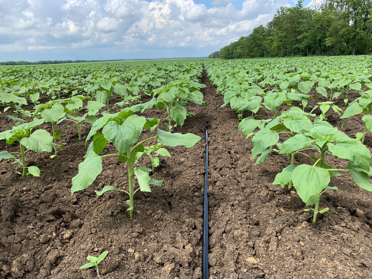 Полив подсолнечника в Краснодарском крае
