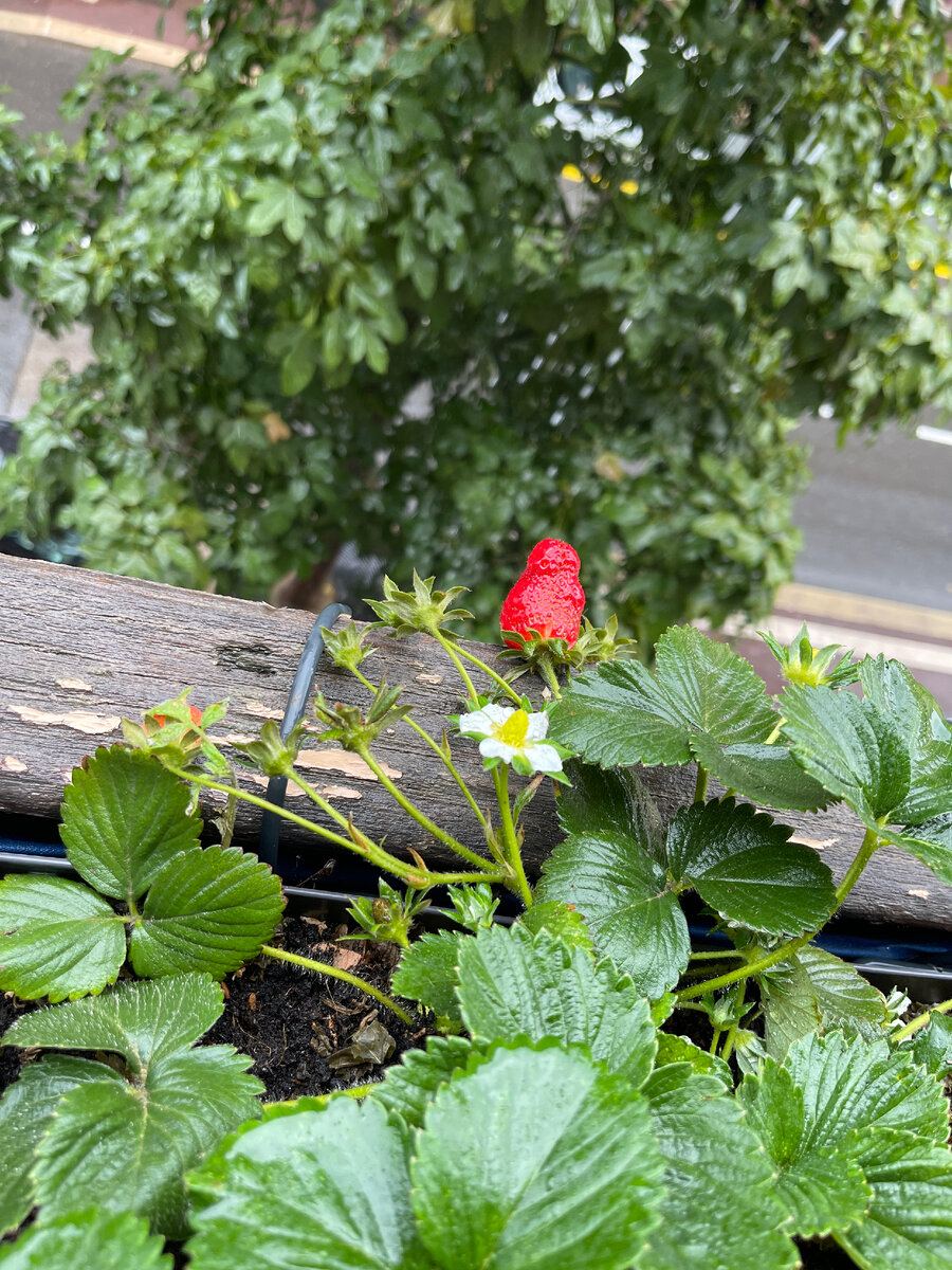 погода, франция, клубника, дождь, пекарня, истории, юмор