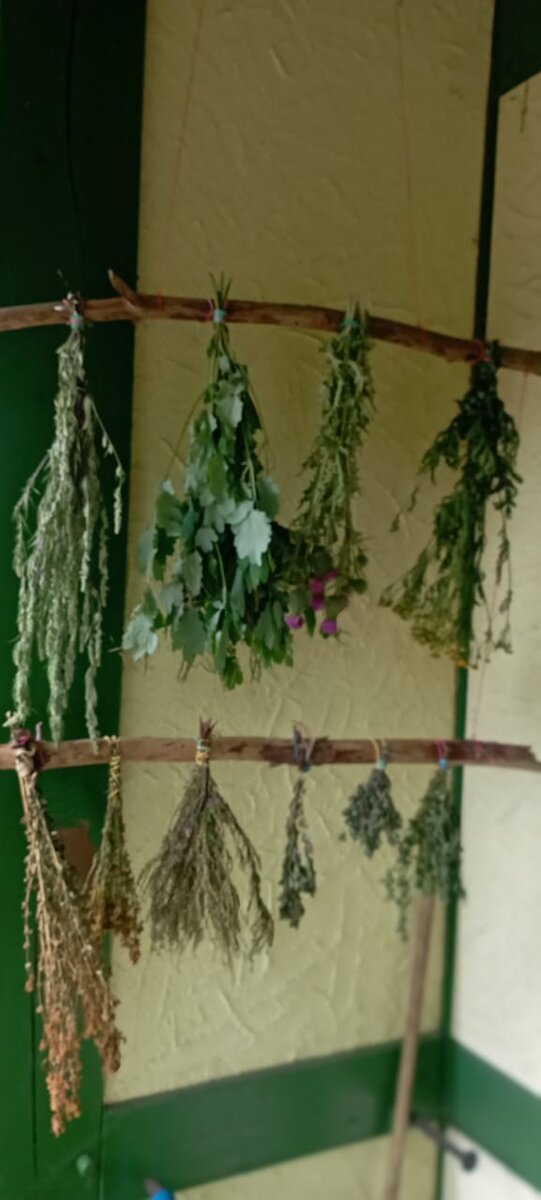 С ранней весны и до поздней осени мы собираем и сушим травки