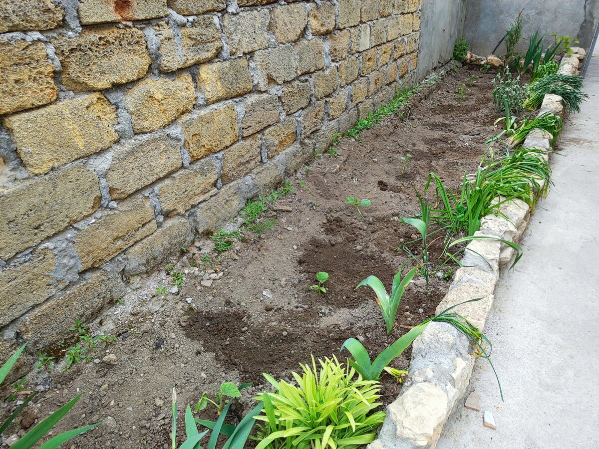 тут растут перцы и огурцы