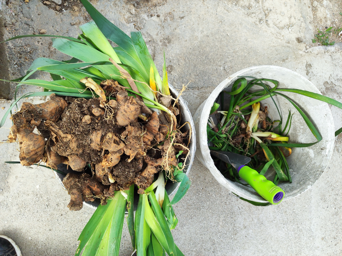 Посадочный материал из-за перепланировки количества земли