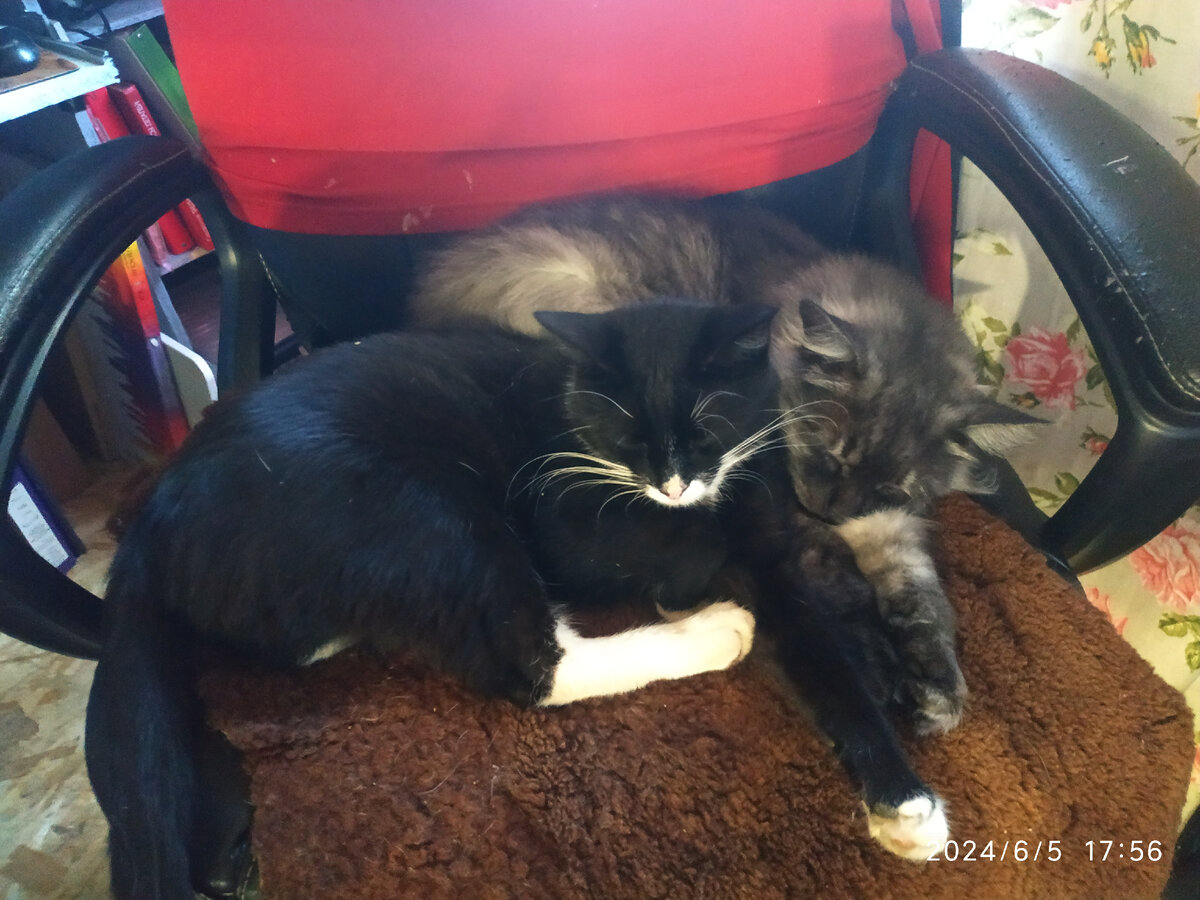 Мотя и Макс