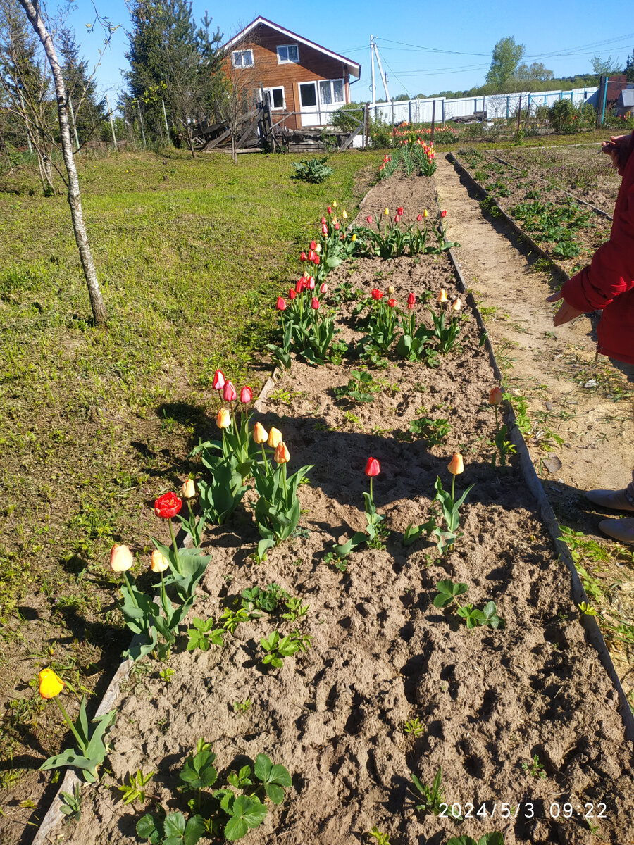 грядка с тюльпанами