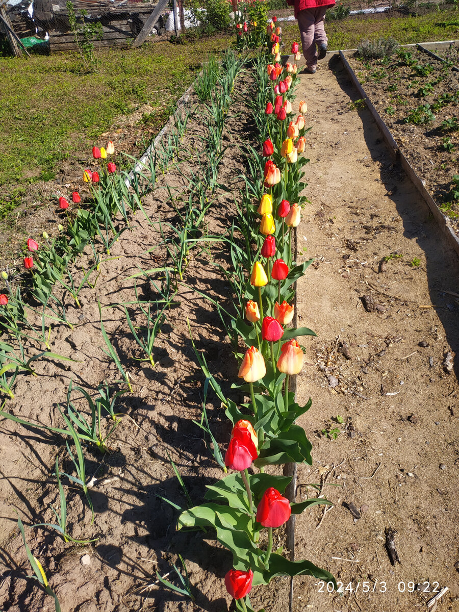 грядка с тюльпанами