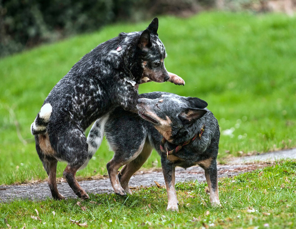 Брачные игры Австралийского хилера