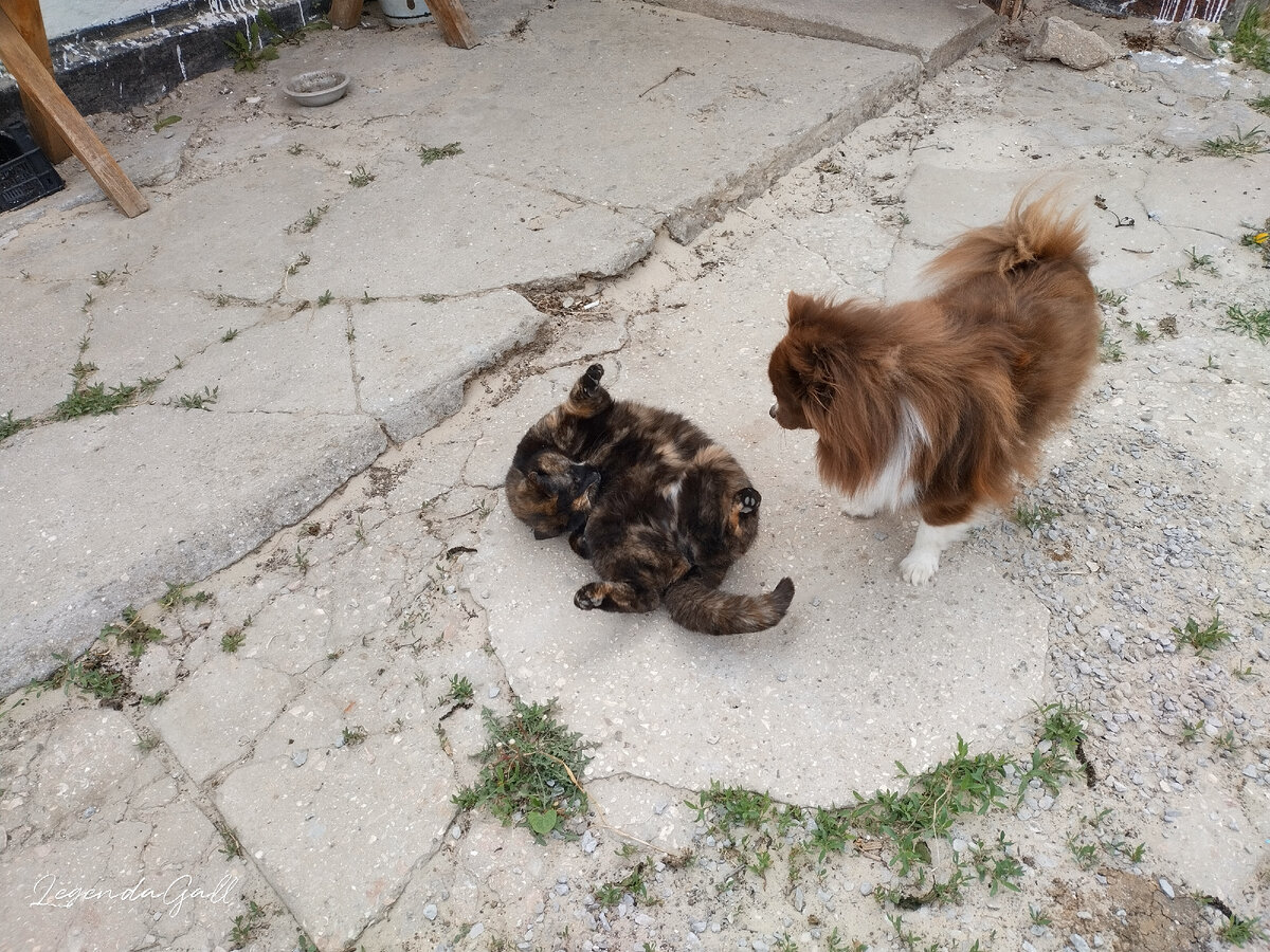 Первое, что я увидела утром. Кошка бквой зю развалилась. И Поня, наблюдающая, как та катается на спине ))