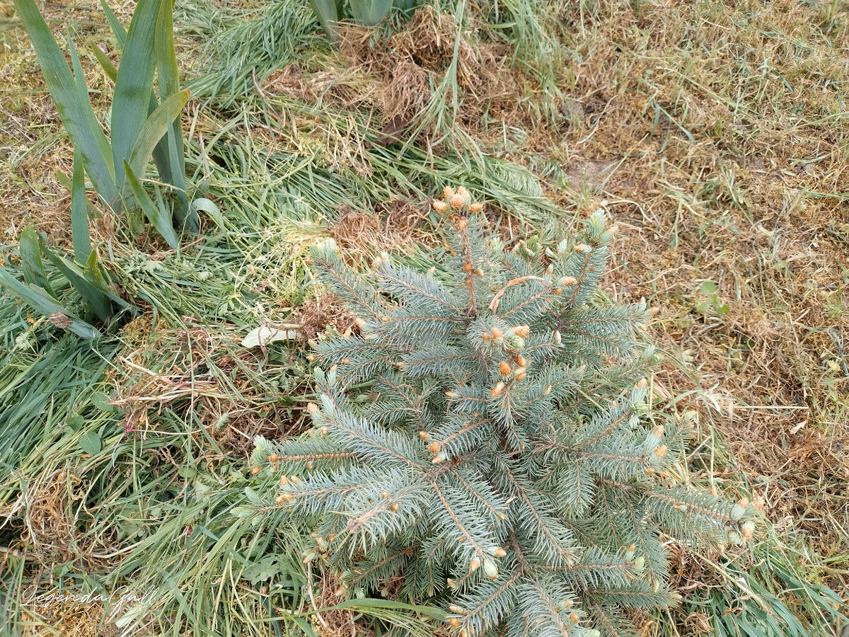 Голубая елочка. Выпустила новые побеги. Центральный я прищепнула