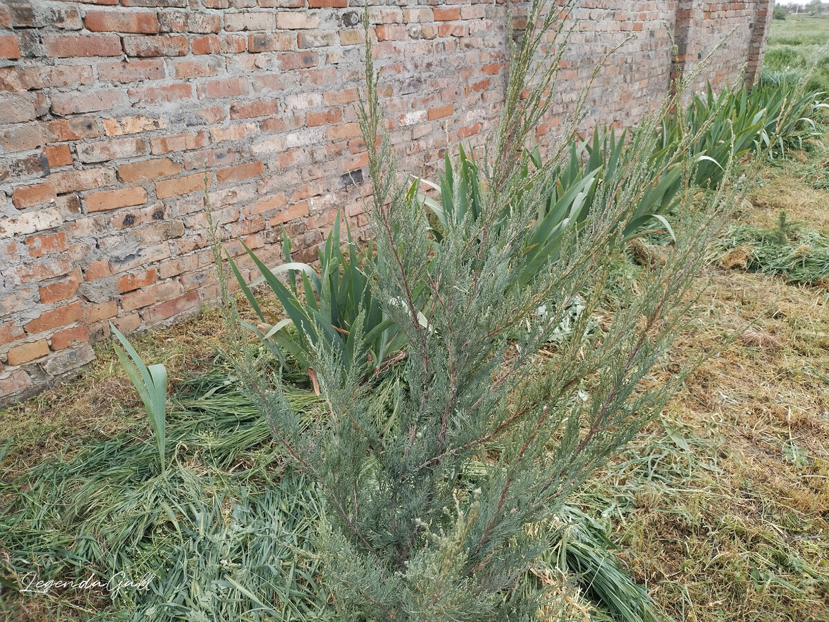 Мой любимый голубой можжевельник, Скай Рокет. Он пока разлапистый, чем старше, тем больше будет похож на кипарис