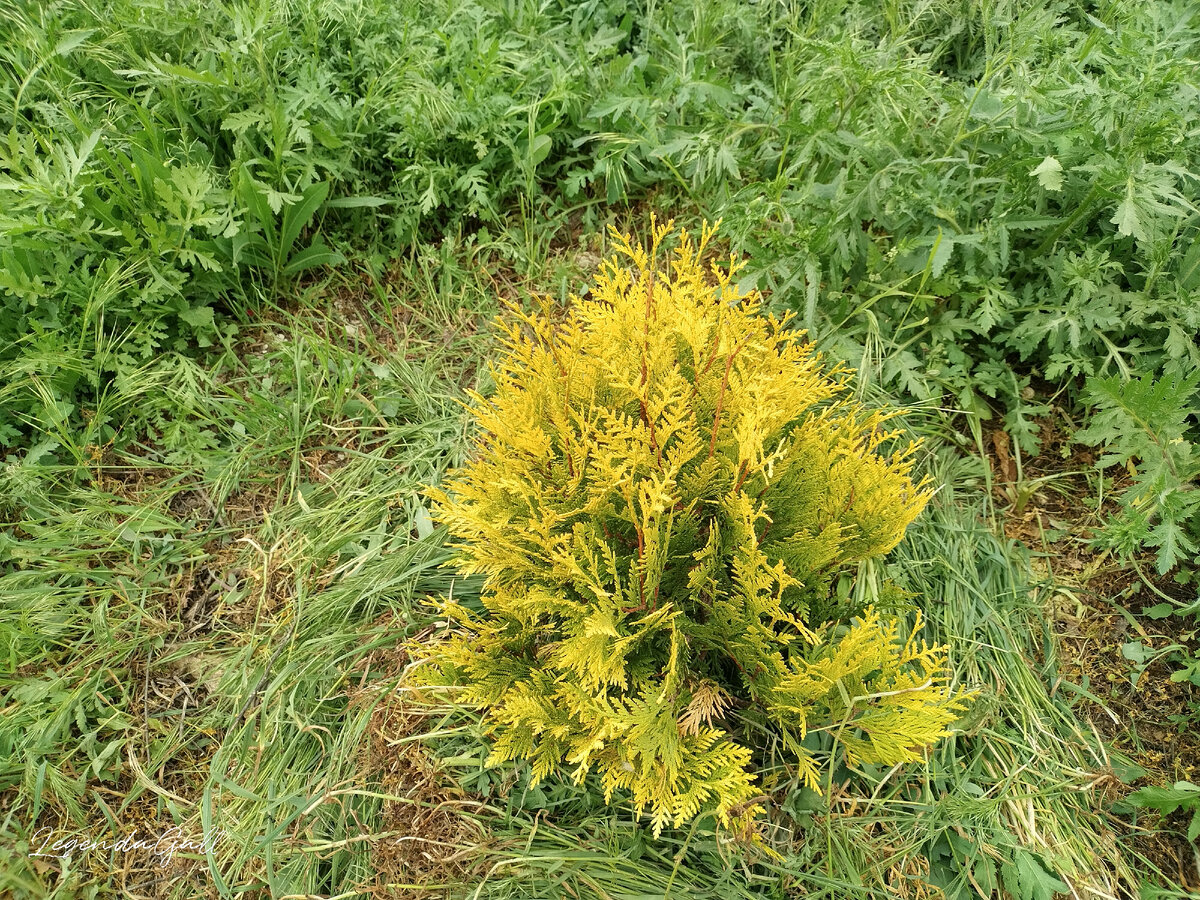 Туя Санни бол (если не путаю), будет круглая, до полутора метров в диаметре