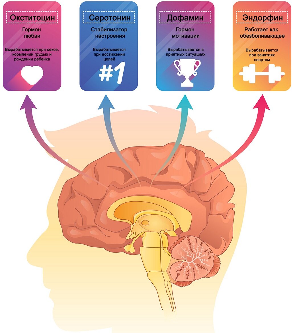 Гормоны счастья : как они влияют на нашу жизнь | Индивидуальный проект |  Дзен