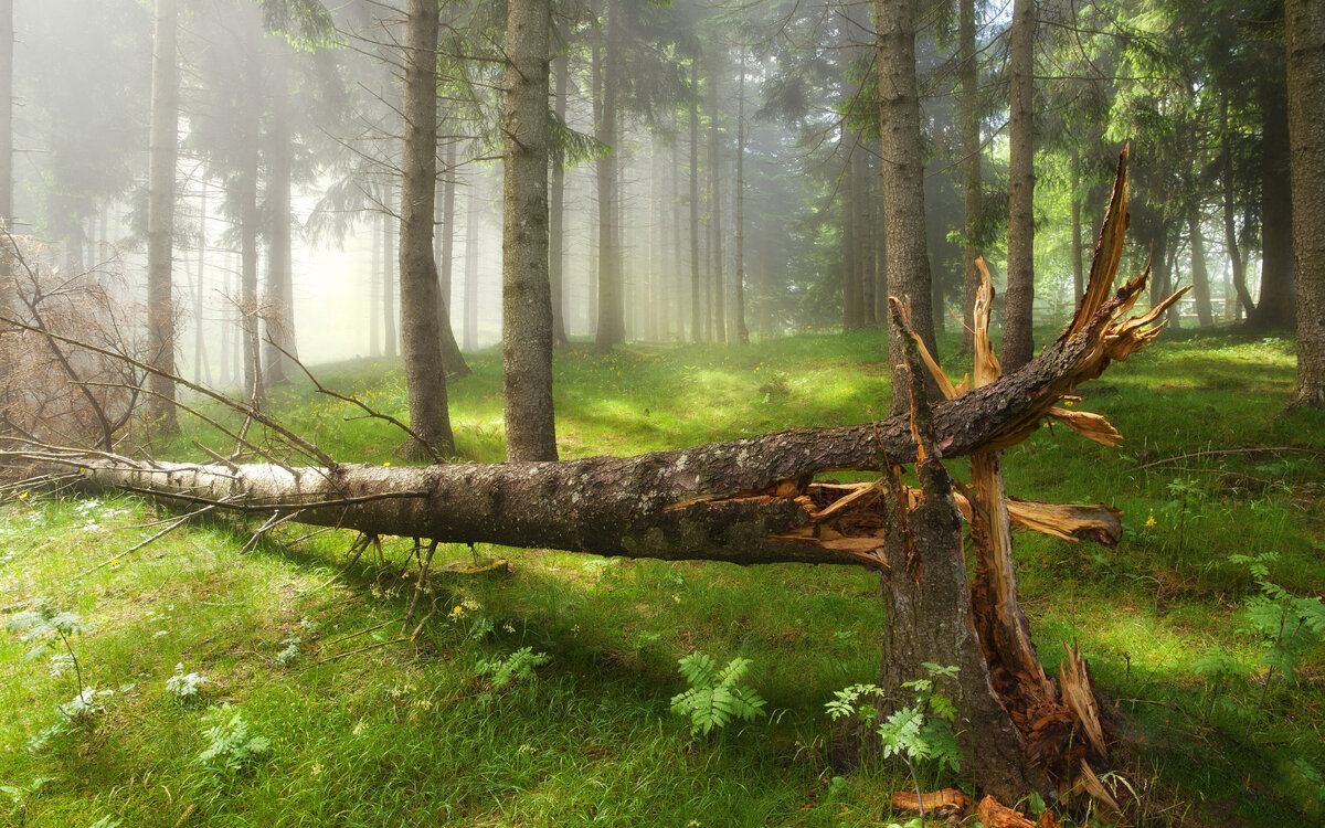 clck.ru/3AKby7