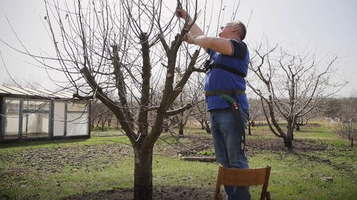 Бесплатный онлайн курс: Как сделать прививку на плодовых деревьях | Бесплатная онлайн академия IT