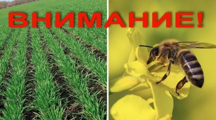    Тюменским рапсоводам настоятельно рекомендовано выполнить требования по защите пчел