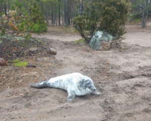    Фото: Фонд друзей балтийской нерпы