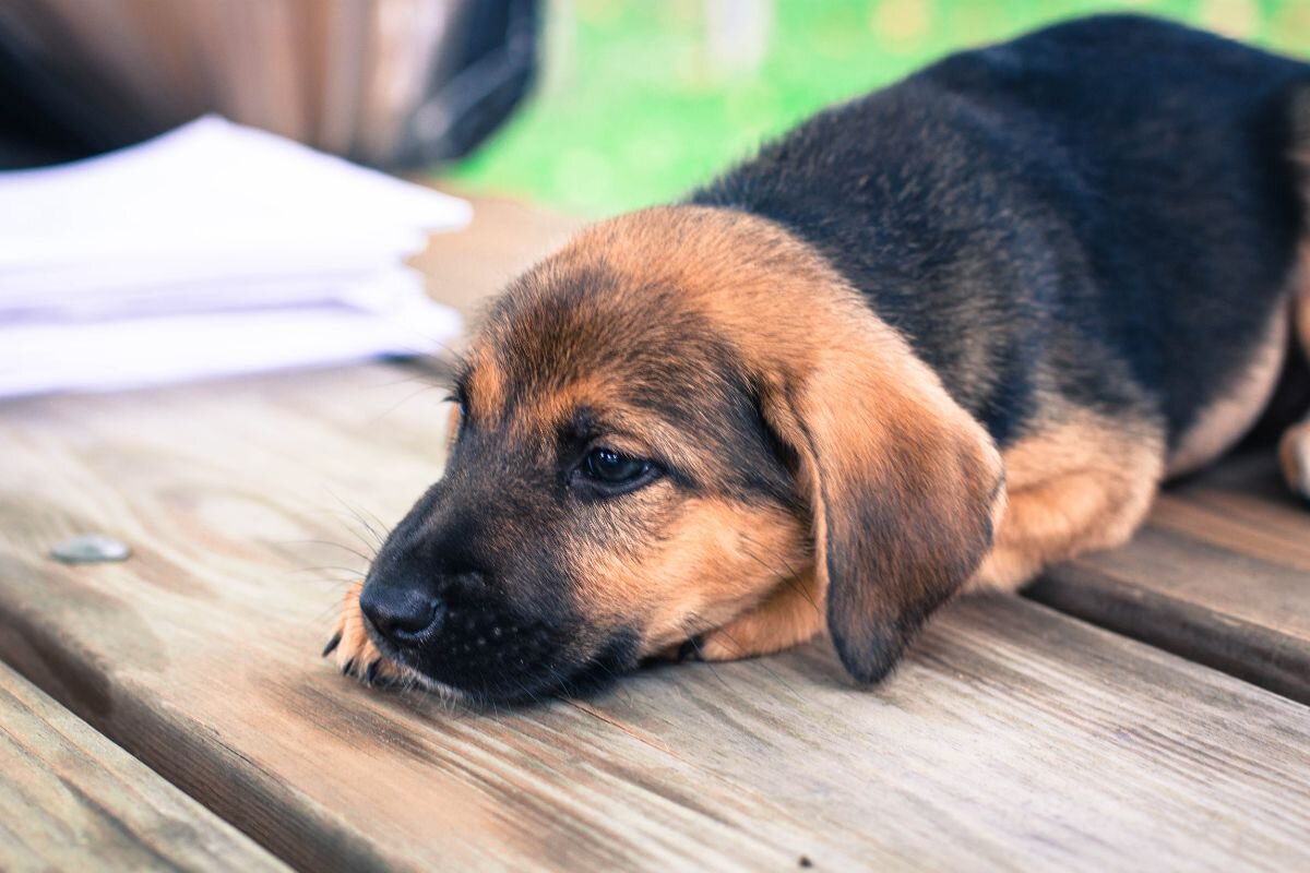 Когда щенок забывает свою маму: испытывает ли боль при разлуке? | Dog  Breeds | Дзен