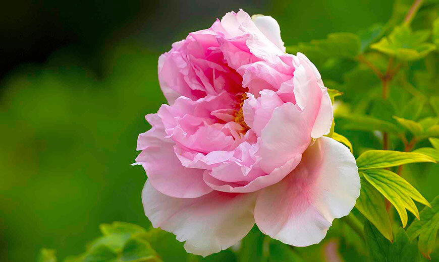 Сад с анемоновидными пионами по красоте уступает только саду с розами. Это один из красивейших цветов в мире. И потому он очень популярен у садоводов. Цветение пиона — пышное и яркое зрелище.