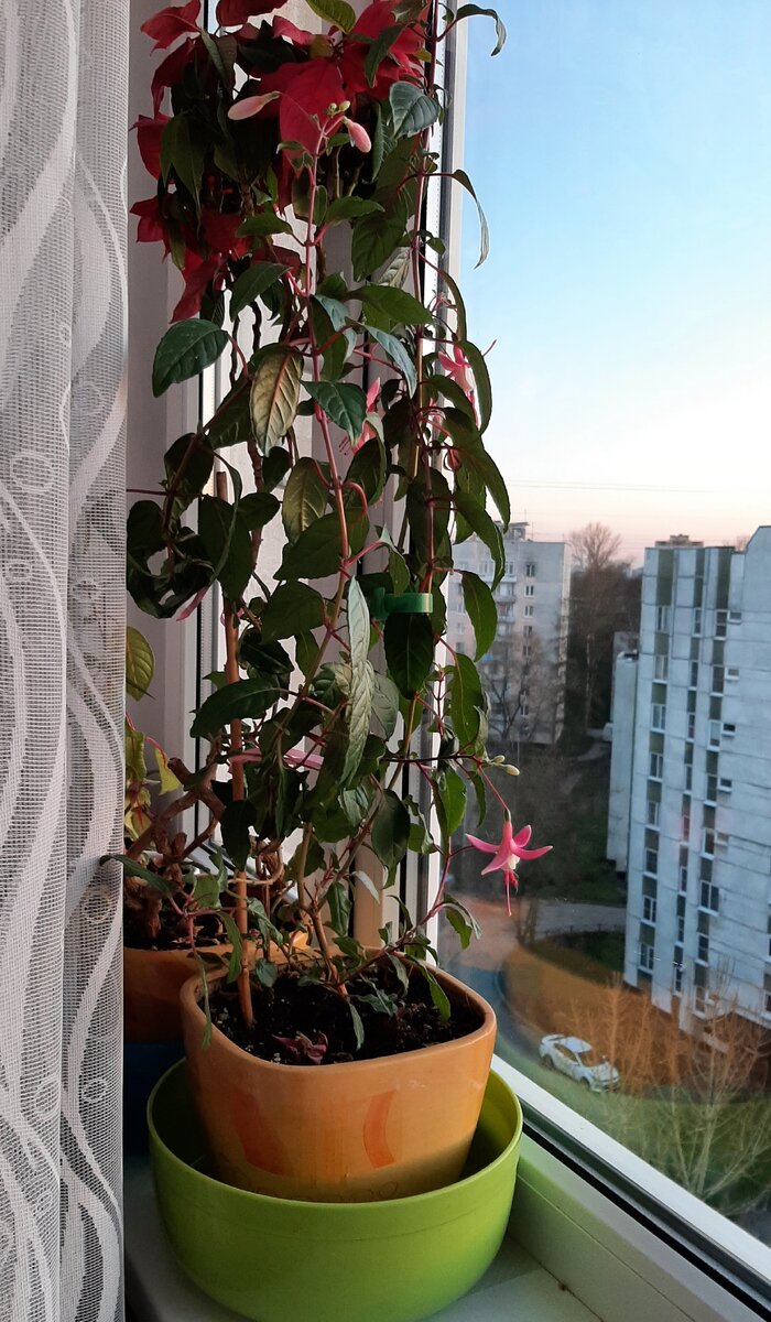 Это фуксия. Любит попить.