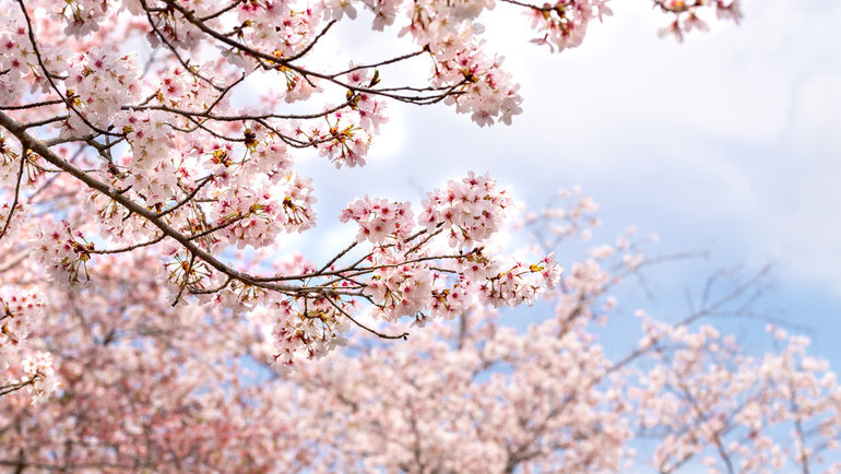    www.istockphoto.com/yumehana