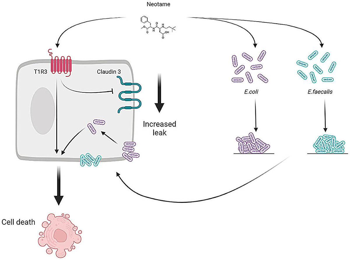    Frontiers in Nutrition (2024). DOI: 10.3389/fnut.2024.1366409