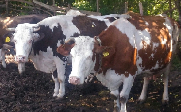 Фото: РБК Черноземье