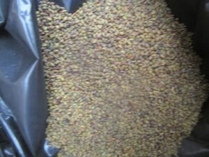 В Оренбуржье пытались завести 20 тонн семян люцерны пораженной вредным организмом Марина Шарт📷
