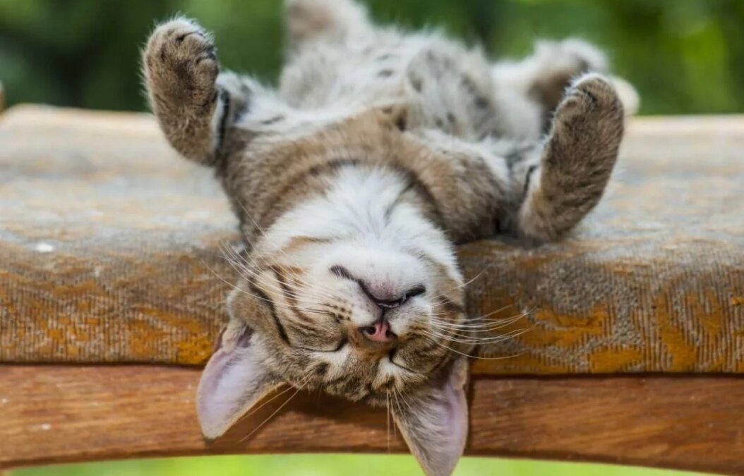 Фото из свободного доступа