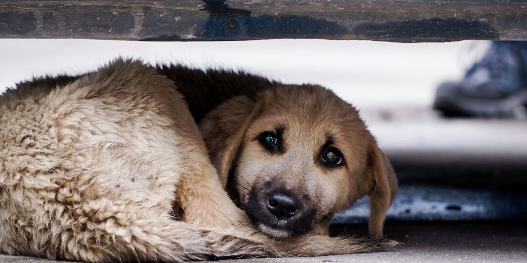 Никому не нужная