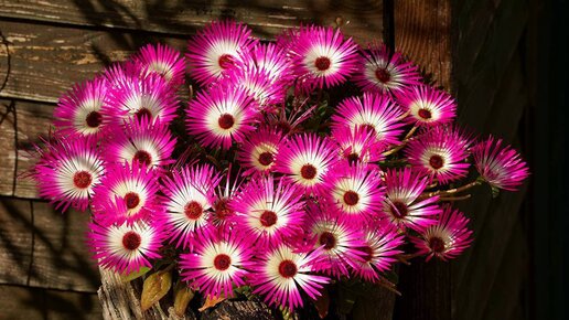А сегодня пикирую самые красивые цветы, это Мезембриантемум хрустальный...Какие огурцы у меня уже взошли...
