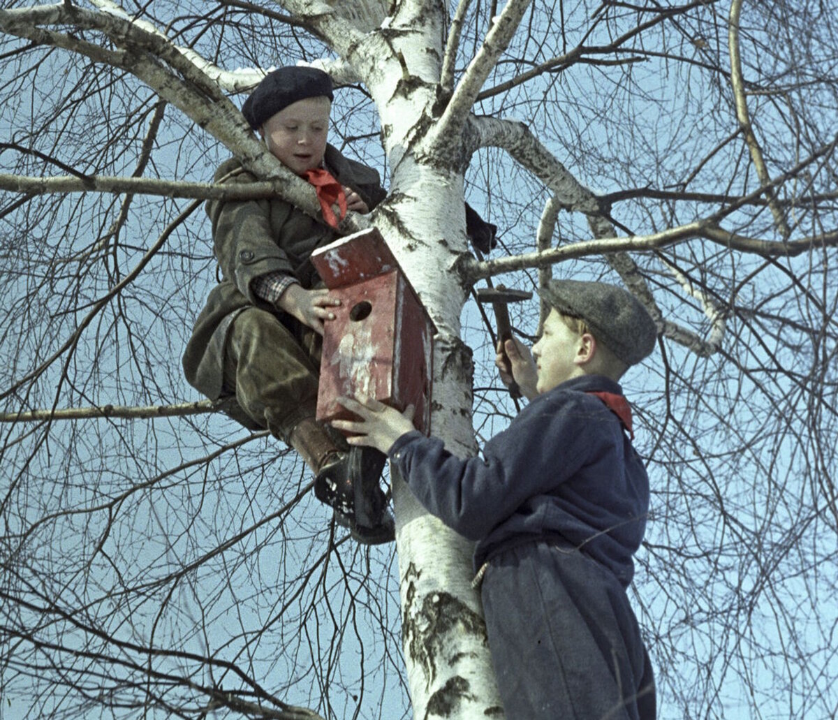 Старая фотография. Пионеры вешают скворечник.