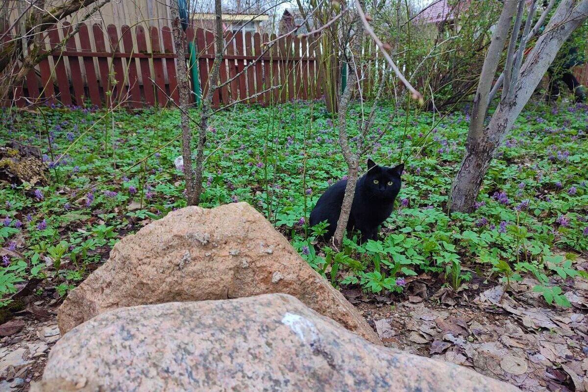 Если кошки гуляют свободно, подцепить клеща в траве — ежедневный риск. Источник: личный архив Ольги Гребневой📷
