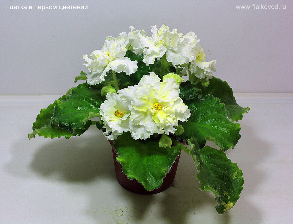 Фиалка АВ-Канарейка. Фото с сайта селекционера 