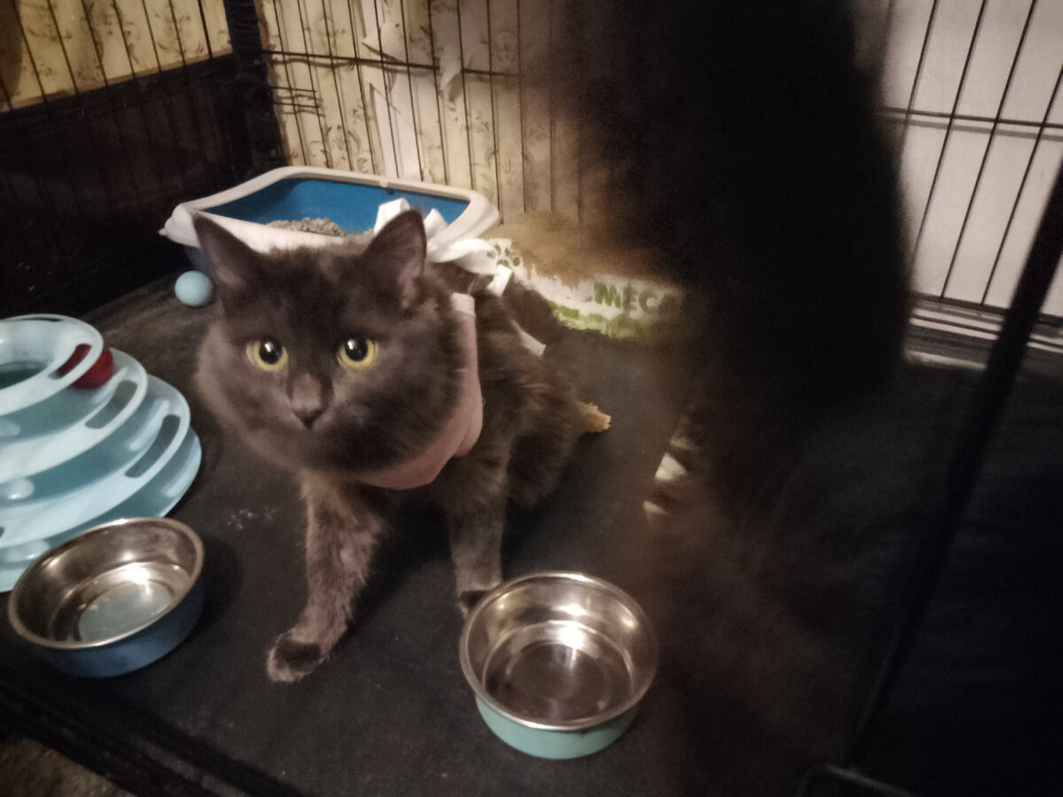 Варя и материнский хвост