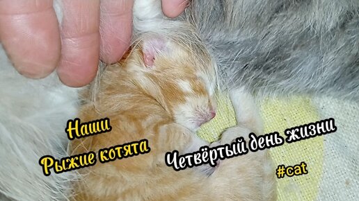 Материнское счастье. Котятам четыре дня #животные #кошки #котята