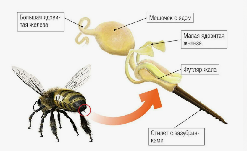 Смертельное оружие.