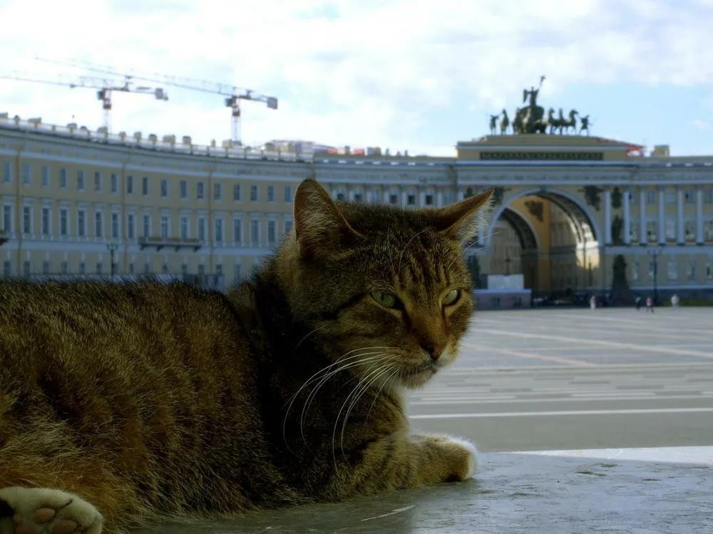 Кот спб. Эрмитажные коты Санкт-Петербург. Питерский Эрмитажный кот. Кот для блокадного Эрмитажа в Санкт-Петербурге. Петербургские эрмитажные коты.