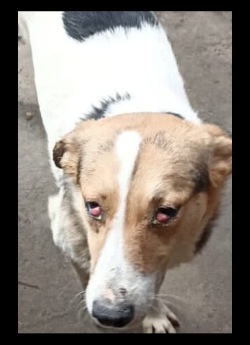 Такой Жулю забрал Александр