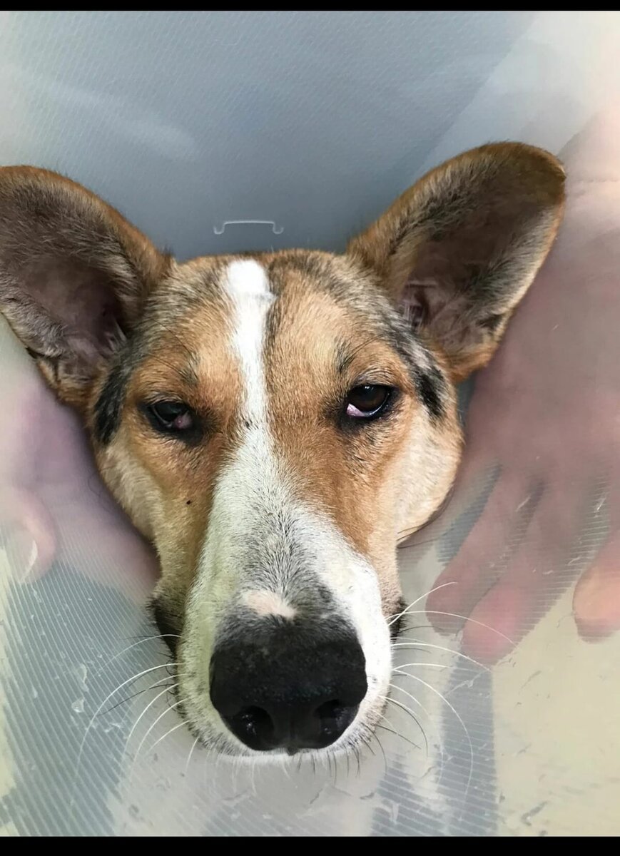 Жулька после первой операции