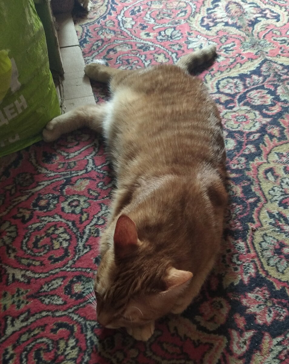 Личное  фото.