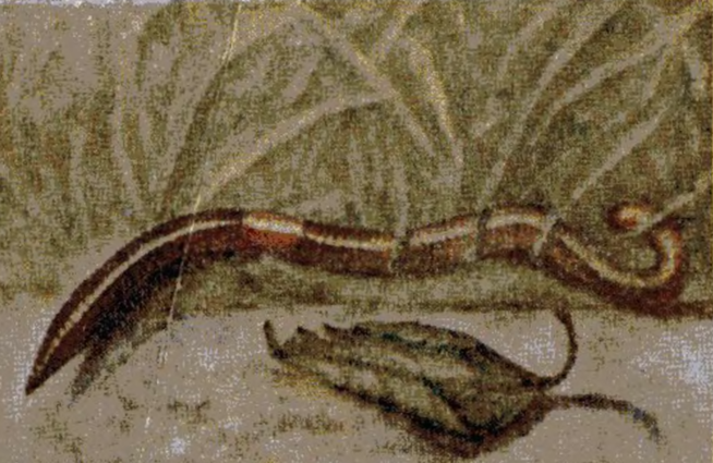 Дождевые черви 