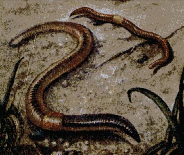 Дождевые черви на участке