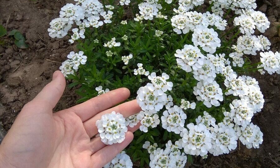 20+ неприхотливых цветов для дачи с ФОТОПРИМЕРАМИ 🌺